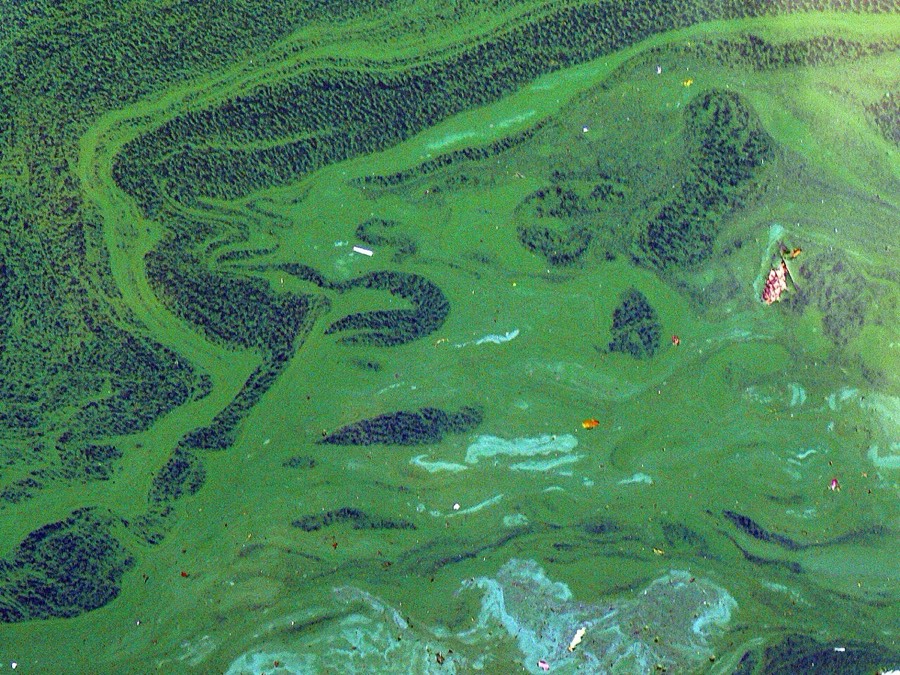 Grüne Blaualgen-Schlieren auf einem See
